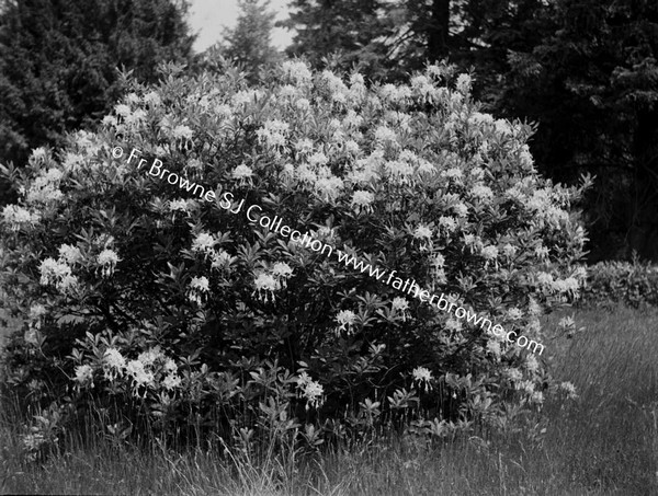 TREE WITH FLOWERS